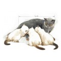 Сухие корма для котят до года и беременных или кормящих кошек