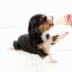 Lactol Puppy Milk Молочная смесь для щенков